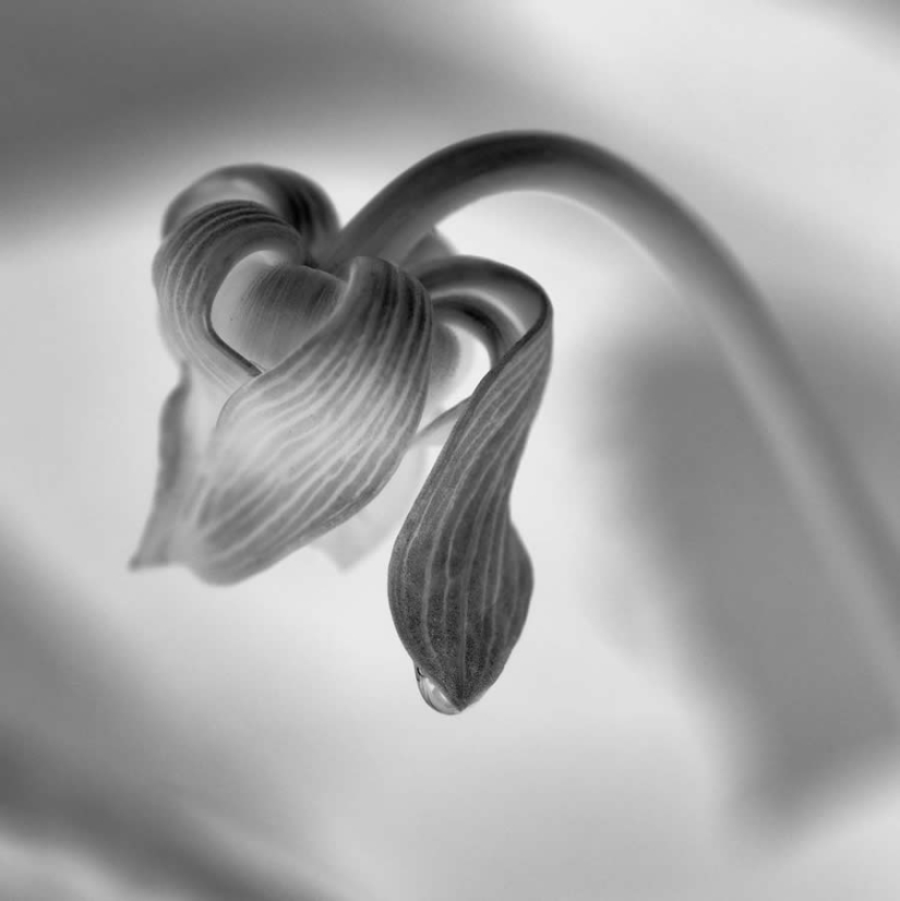 18 fotografías en blanco y negro premiadas del fotógrafo de jardines del año