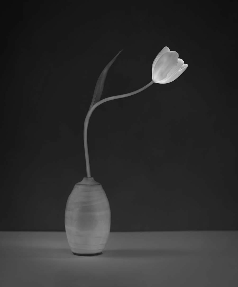 18 fotografías en blanco y negro premiadas del fotógrafo de jardines del año