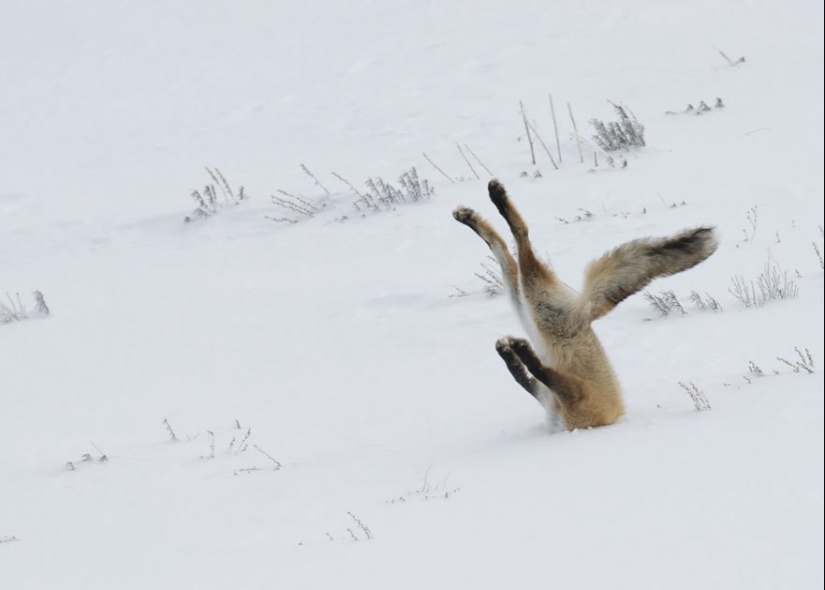 18 photos of impossibly cute foxes 18 photos of impossibly cute foxes