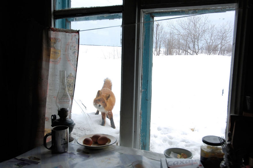 18 photos of impossibly cute foxes 18 photos of impossibly cute foxes
