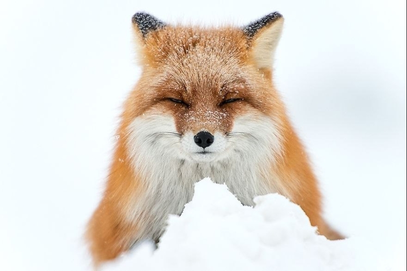 18 photos of impossibly cute foxes 18 photos of impossibly cute foxes