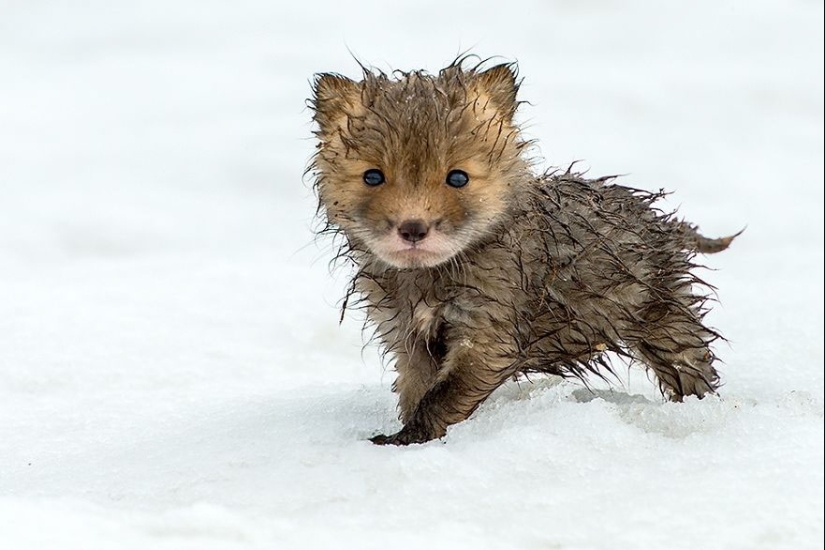 18 photos of impossibly cute foxes 18 photos of impossibly cute foxes
