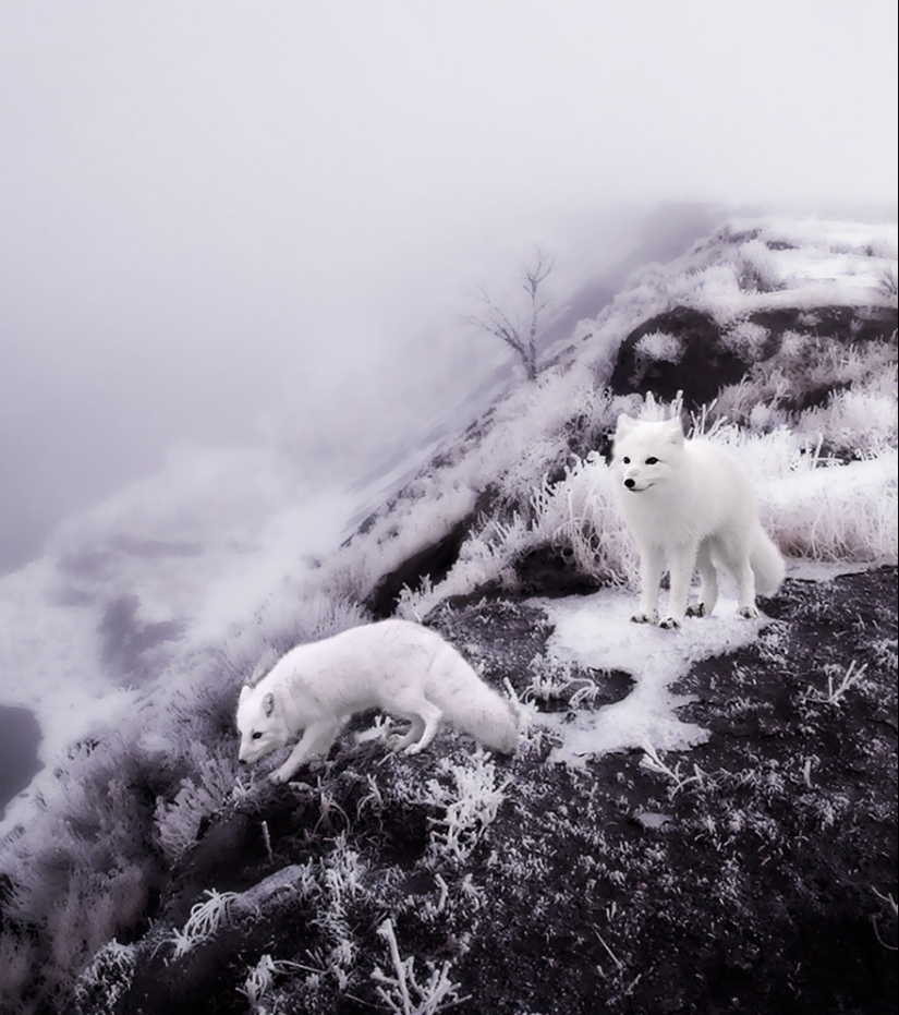 18 photos of impossibly cute foxes 18 photos of impossibly cute foxes