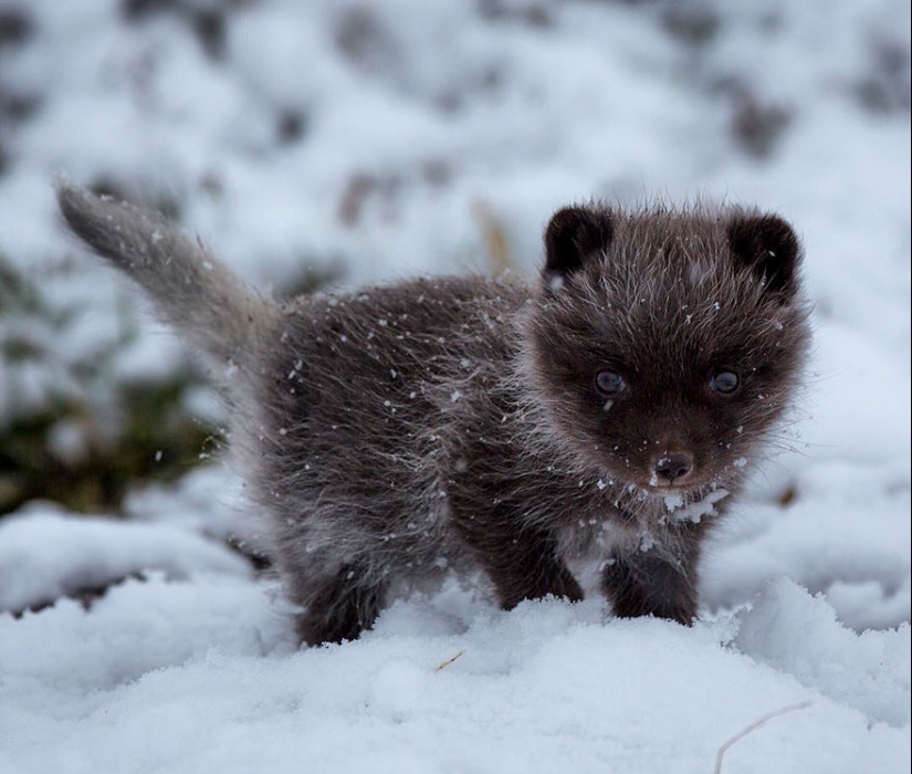 18 photos of impossibly cute foxes 18 photos of impossibly cute foxes