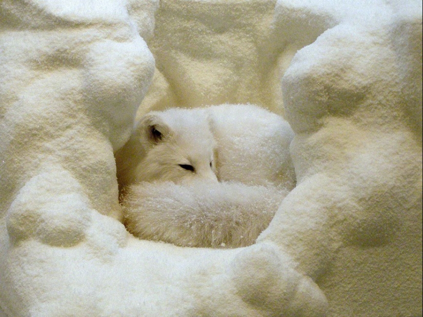 18 photos of impossibly cute foxes 18 photos of impossibly cute foxes