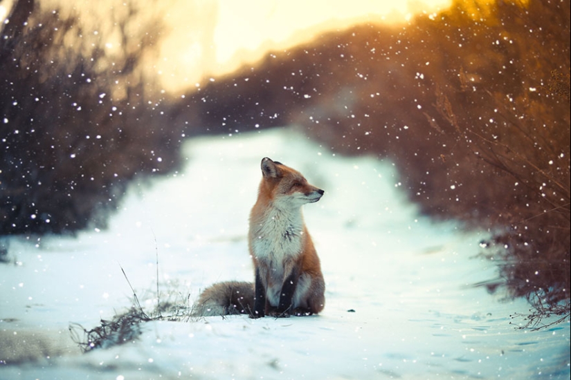 18 photos of impossibly cute foxes 18 photos of impossibly cute foxes