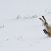 18 photos of impossibly cute foxes