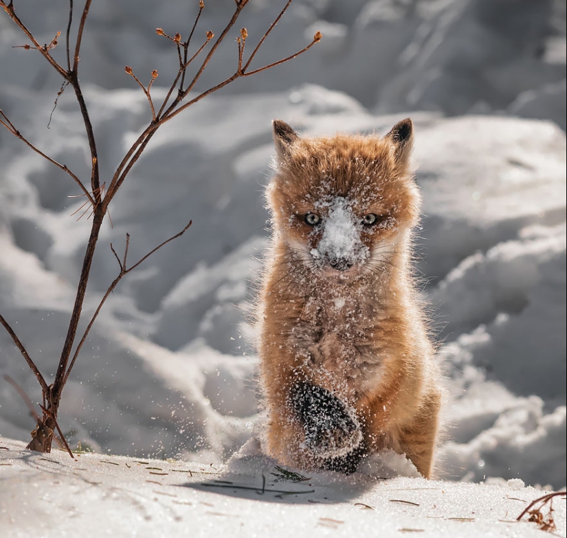 18 photos of impossibly cute foxes 18 photos of impossibly cute foxes