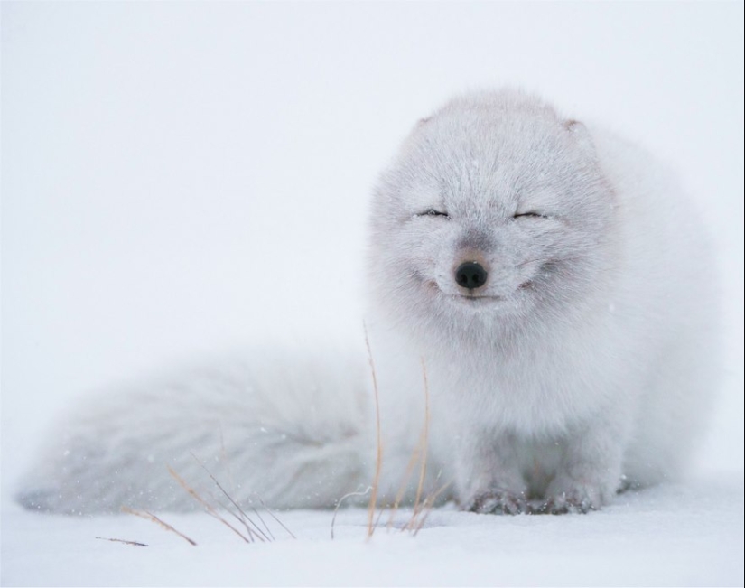 18 photos of impossibly cute foxes 18 photos of impossibly cute foxes