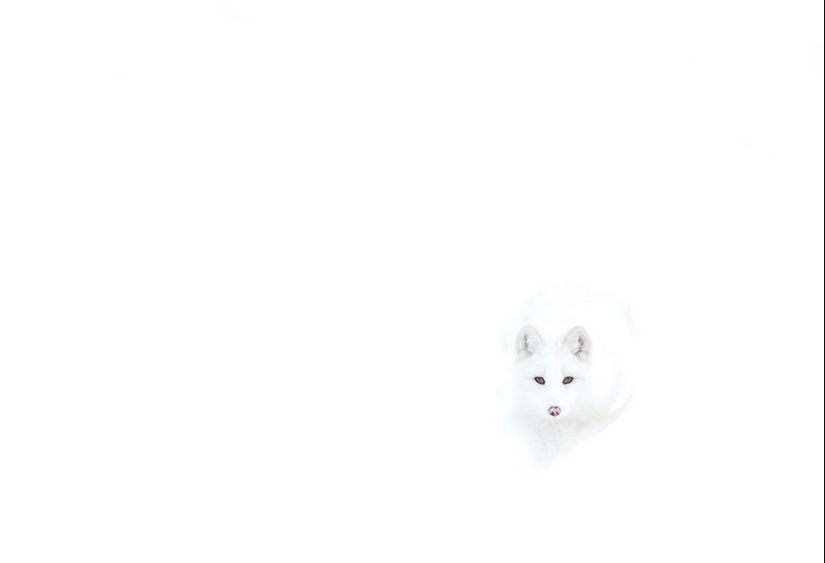 18 photos of impossibly cute foxes 18 photos of impossibly cute foxes