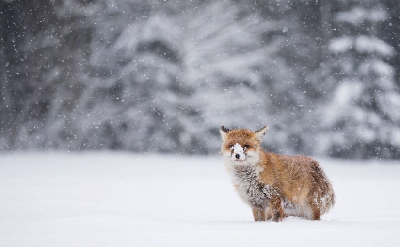 18 photos of impossibly cute foxes 18 photos of impossibly cute foxes