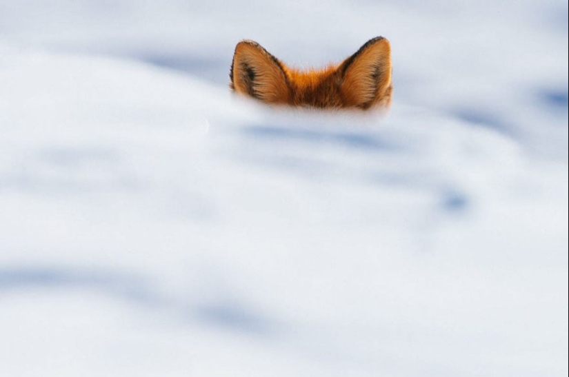 18 photos of impossibly cute foxes 18 photos of impossibly cute foxes
