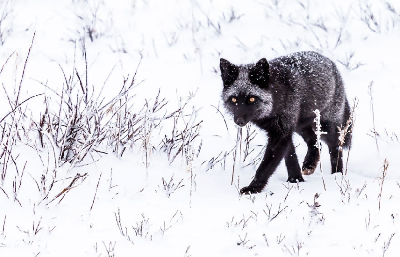 18 photos of impossibly cute foxes 18 photos of impossibly cute foxes