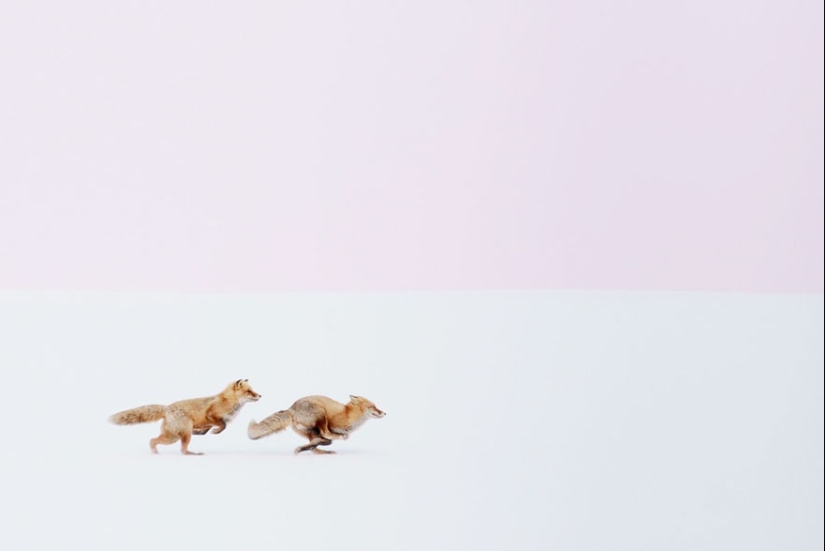 18 photos of impossibly cute foxes 18 photos of impossibly cute foxes