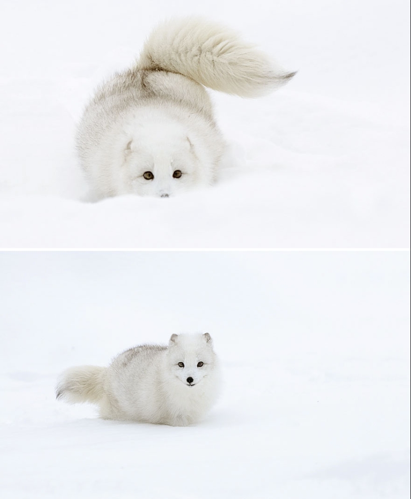 18 photos of impossibly cute foxes 18 photos of impossibly cute foxes