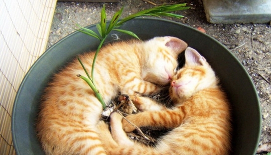 18 Proofs That Cats Are Plants 18 Proofs That Cats Are Plants