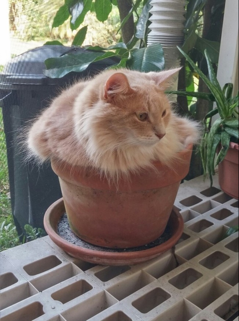 18 pruebas de que los gatos son plantas 18 pruebas de que los gatos son plantas