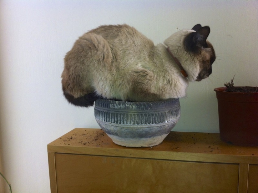 18 pruebas de que los gatos son plantas 18 pruebas de que los gatos son plantas