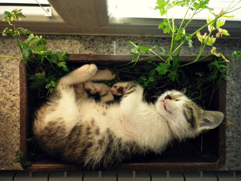 18 pruebas de que los gatos son plantas 18 pruebas de que los gatos son plantas