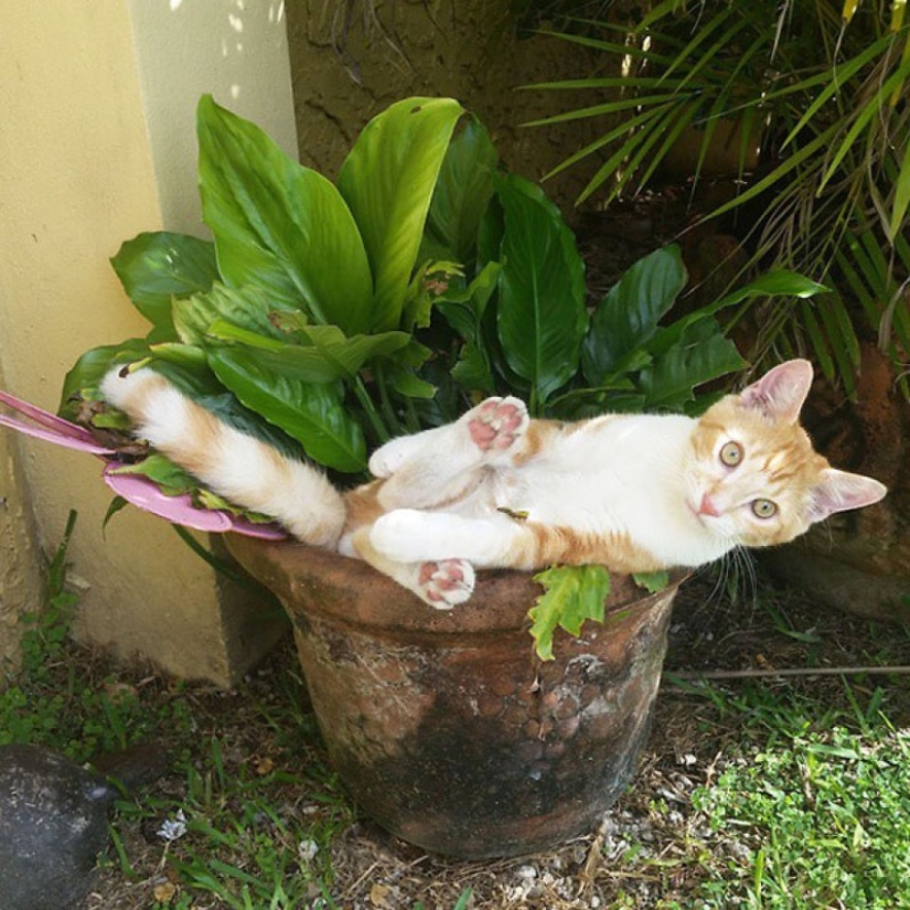 18 pruebas de que los gatos son plantas 18 pruebas de que los gatos son plantas