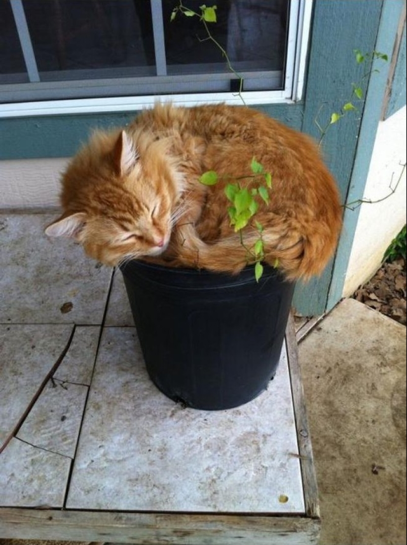 18 pruebas de que los gatos son plantas 18 pruebas de que los gatos son plantas