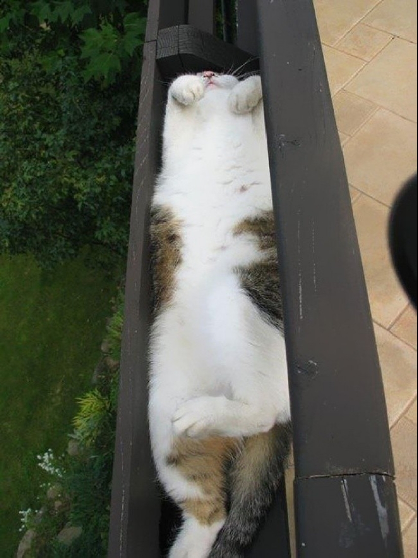 18 pruebas de que los gatos son plantas 18 pruebas de que los gatos son plantas