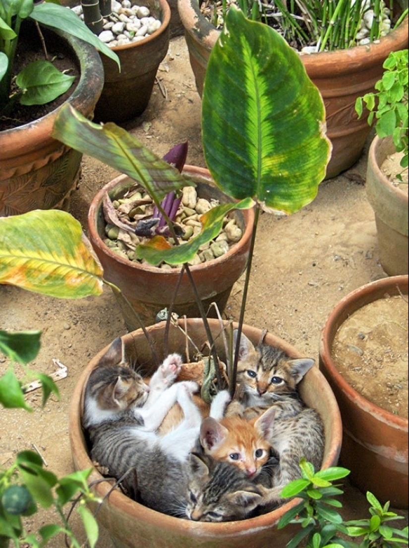 18 pruebas de que los gatos son plantas 18 pruebas de que los gatos son plantas