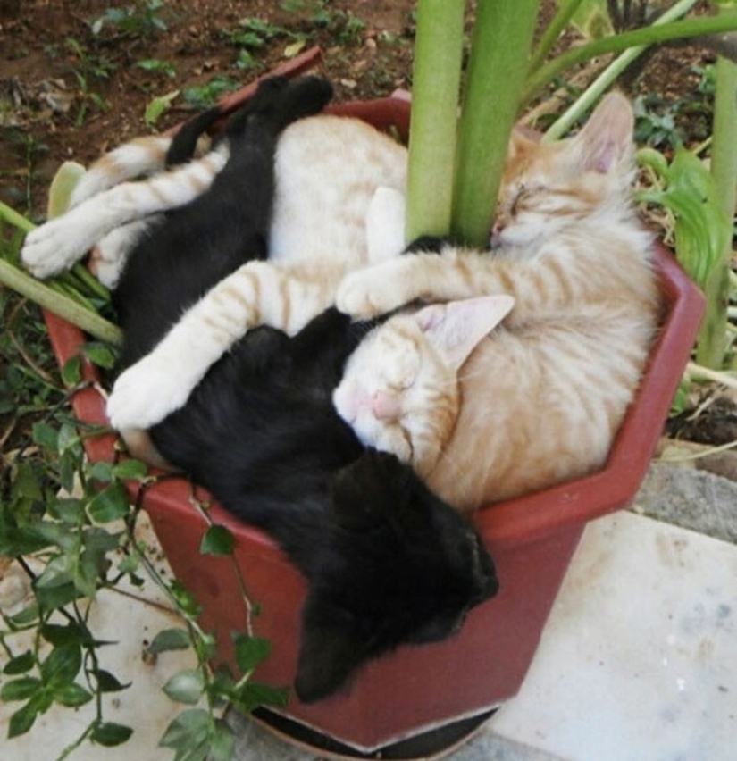 18 pruebas de que los gatos son plantas 18 pruebas de que los gatos son plantas
