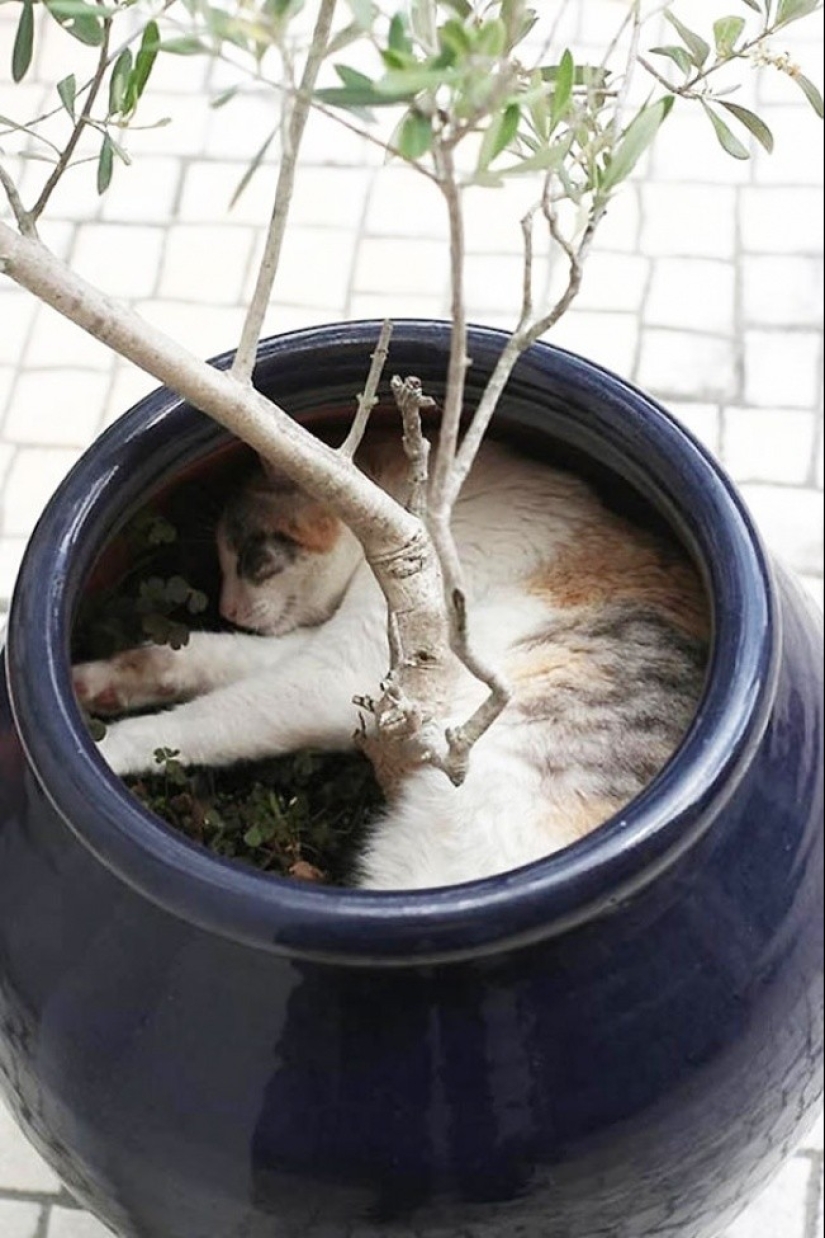 18 pruebas de que los gatos son plantas 18 pruebas de que los gatos son plantas