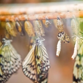 19 Amazing Caterpillars Transforming Into Butterflies 19 Amazing Caterpillars Transforming Into Butterflies