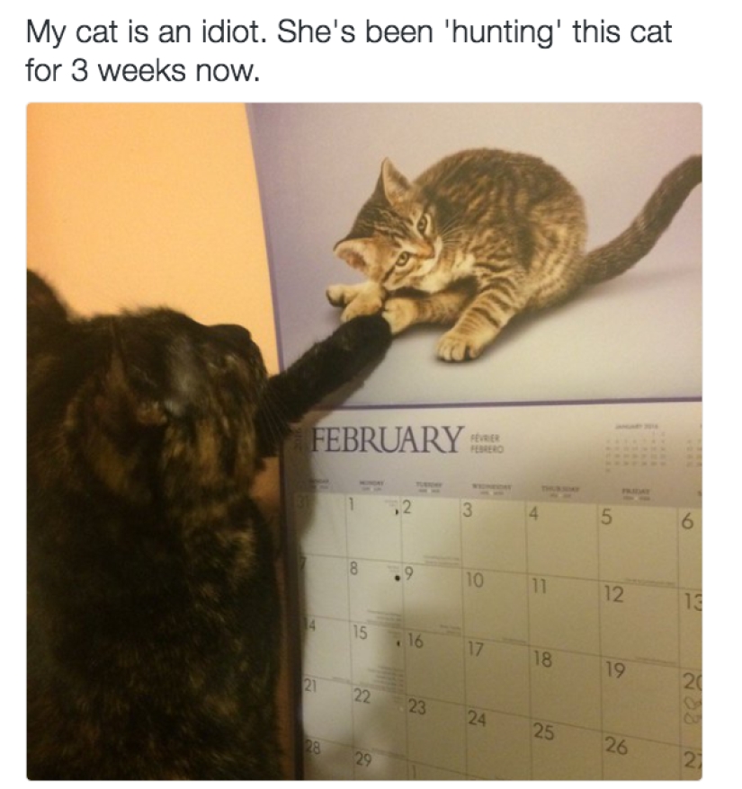 19 beautiful hairy idiot cats 19 beautiful hairy idiot cats
