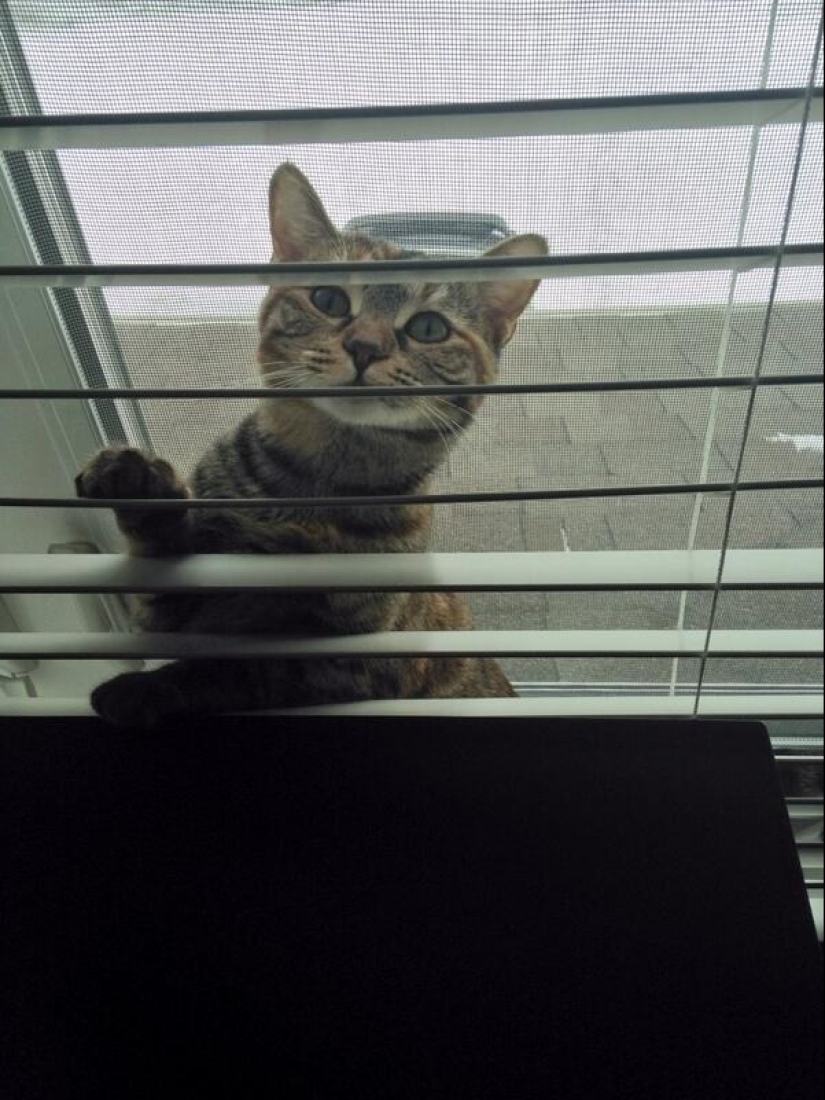 19 beautiful hairy idiot cats 19 beautiful hairy idiot cats