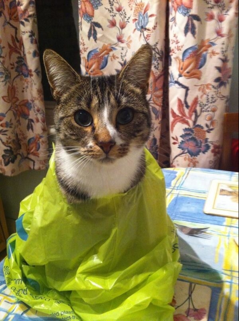 19 beautiful hairy idiot cats 19 beautiful hairy idiot cats