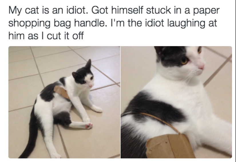 19 beautiful hairy idiot cats 19 beautiful hairy idiot cats