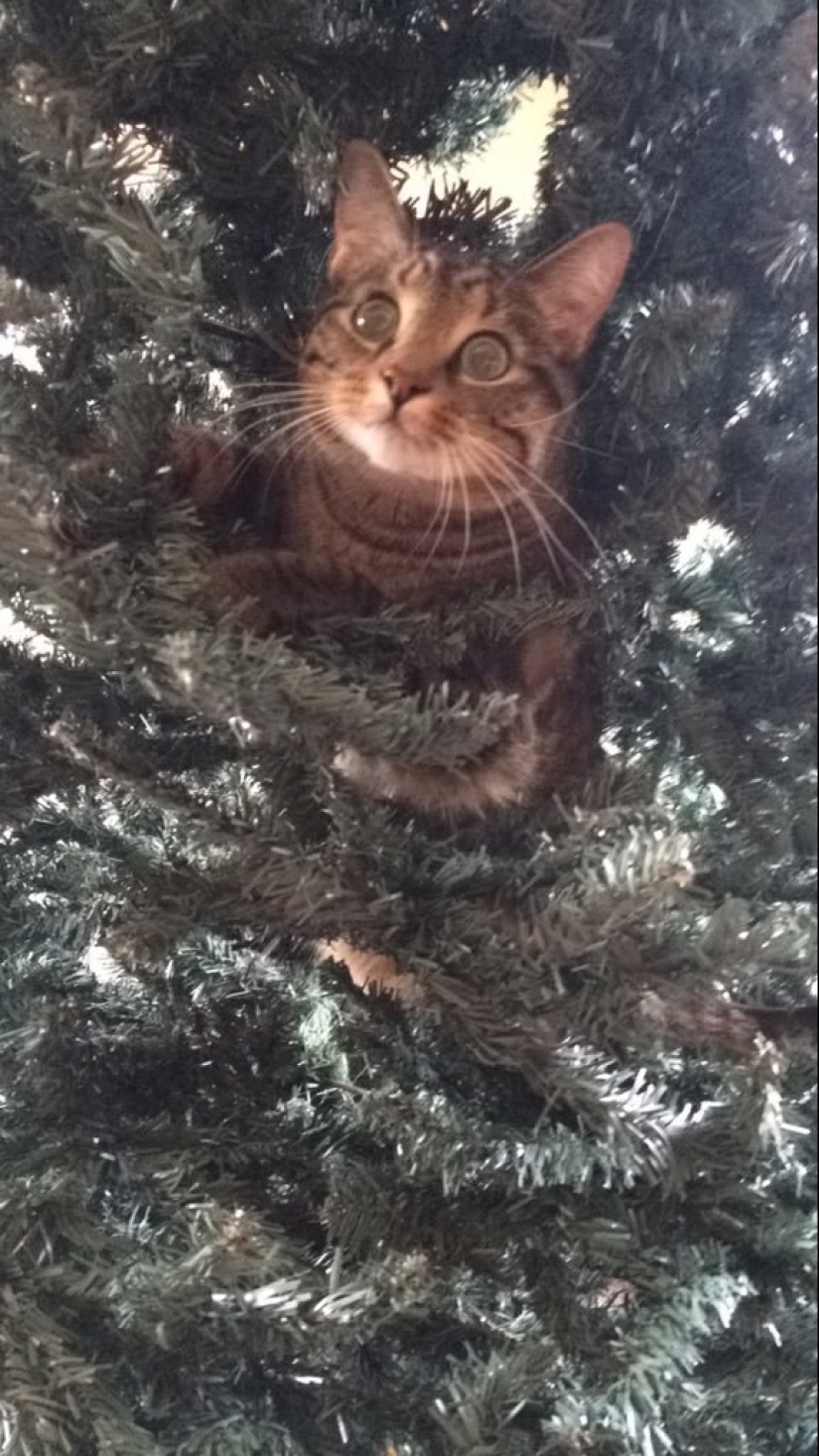 19 beautiful hairy idiot cats 19 beautiful hairy idiot cats