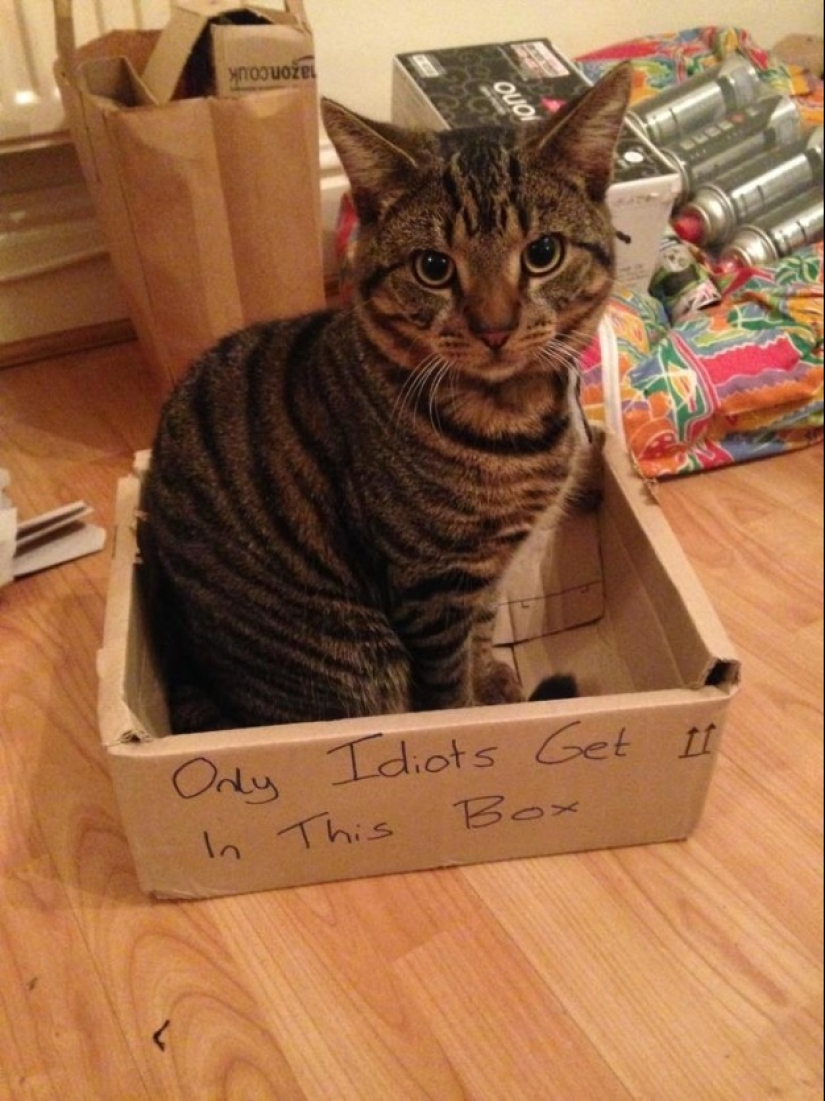 19 beautiful hairy idiot cats 19 beautiful hairy idiot cats