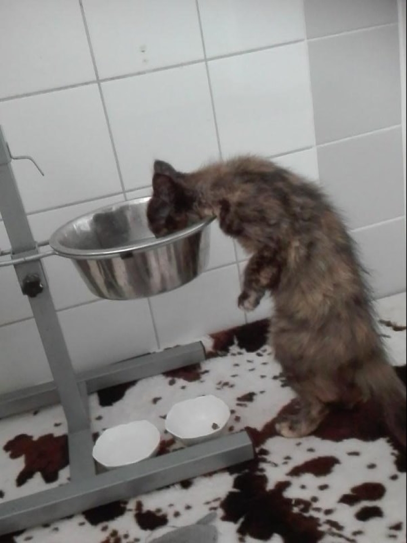 19 beautiful hairy idiot cats 19 beautiful hairy idiot cats