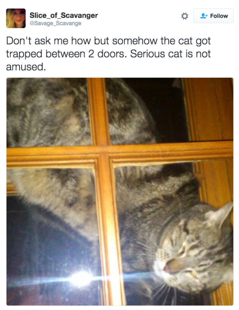 19 beautiful hairy idiot cats 19 beautiful hairy idiot cats