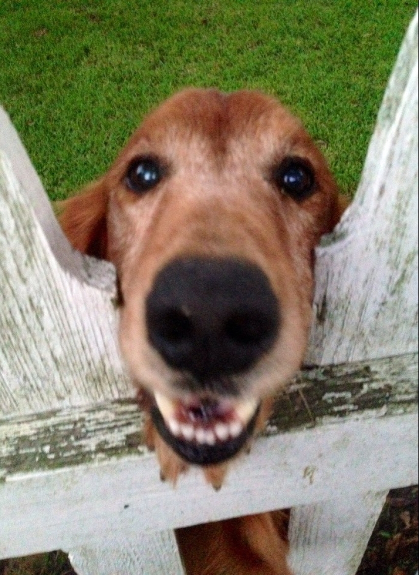 19 perros que solo querían saludar