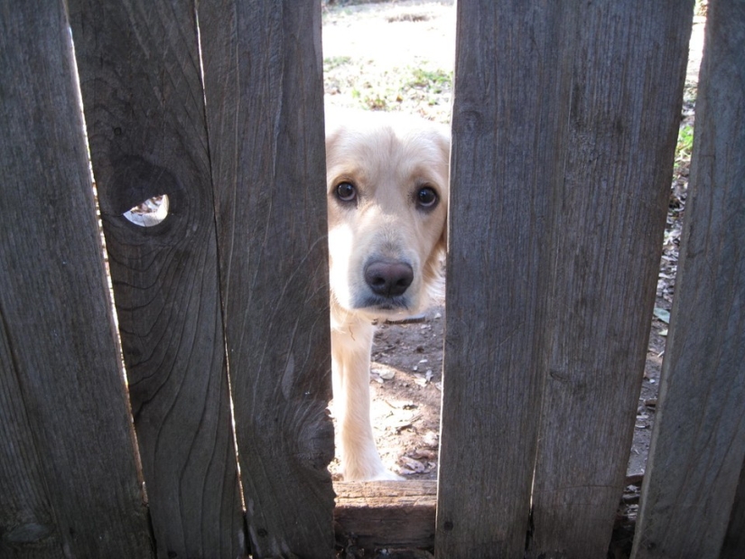 19 perros que solo querían saludar