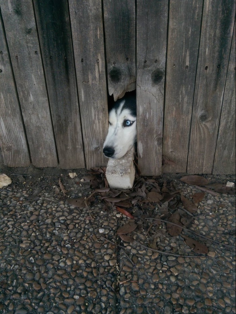 19 perros que solo querían saludar