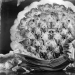 1930-1943: Busby Berkeley's Kaleidoscopic Dances 1930-1943: Busby Berkeley's Kaleidoscopic Dances