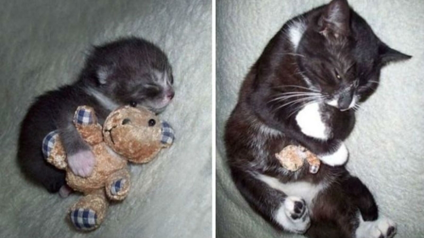 20 adult pets who love their toys just like they did when they were kids 20 adult pets who love their toys just like they did when they were kids