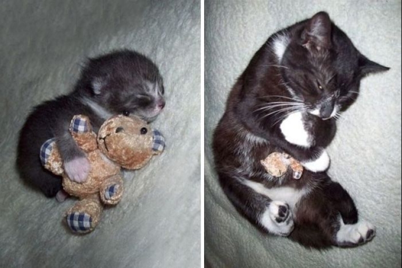 20 adult pets who love their toys just like they did when they were kids 20 adult pets who love their toys just like they did when they were kids