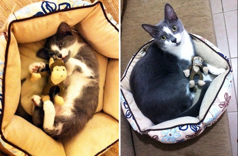 20 adult pets who love their toys just like they did when they were kids 20 adult pets who love their toys just like they did when they were kids