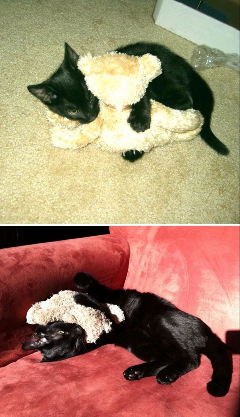 20 adult pets who love their toys just like they did when they were kids 20 adult pets who love their toys just like they did when they were kids