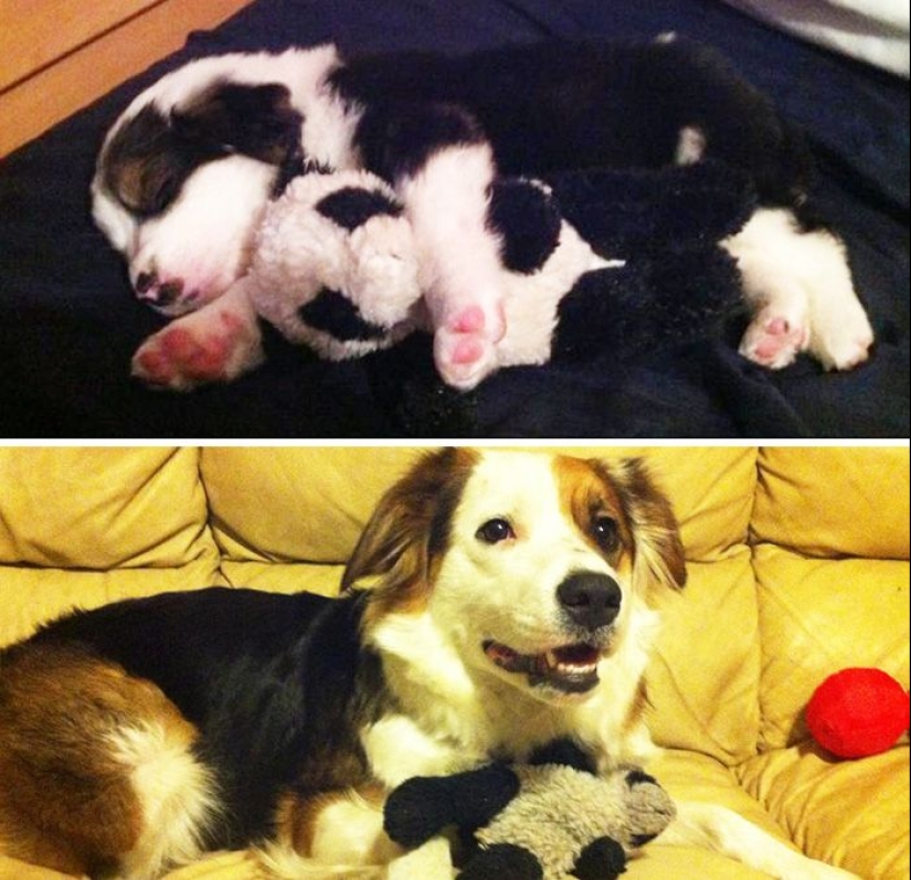 20 adult pets who love their toys just like they did when they were kids 20 adult pets who love their toys just like they did when they were kids