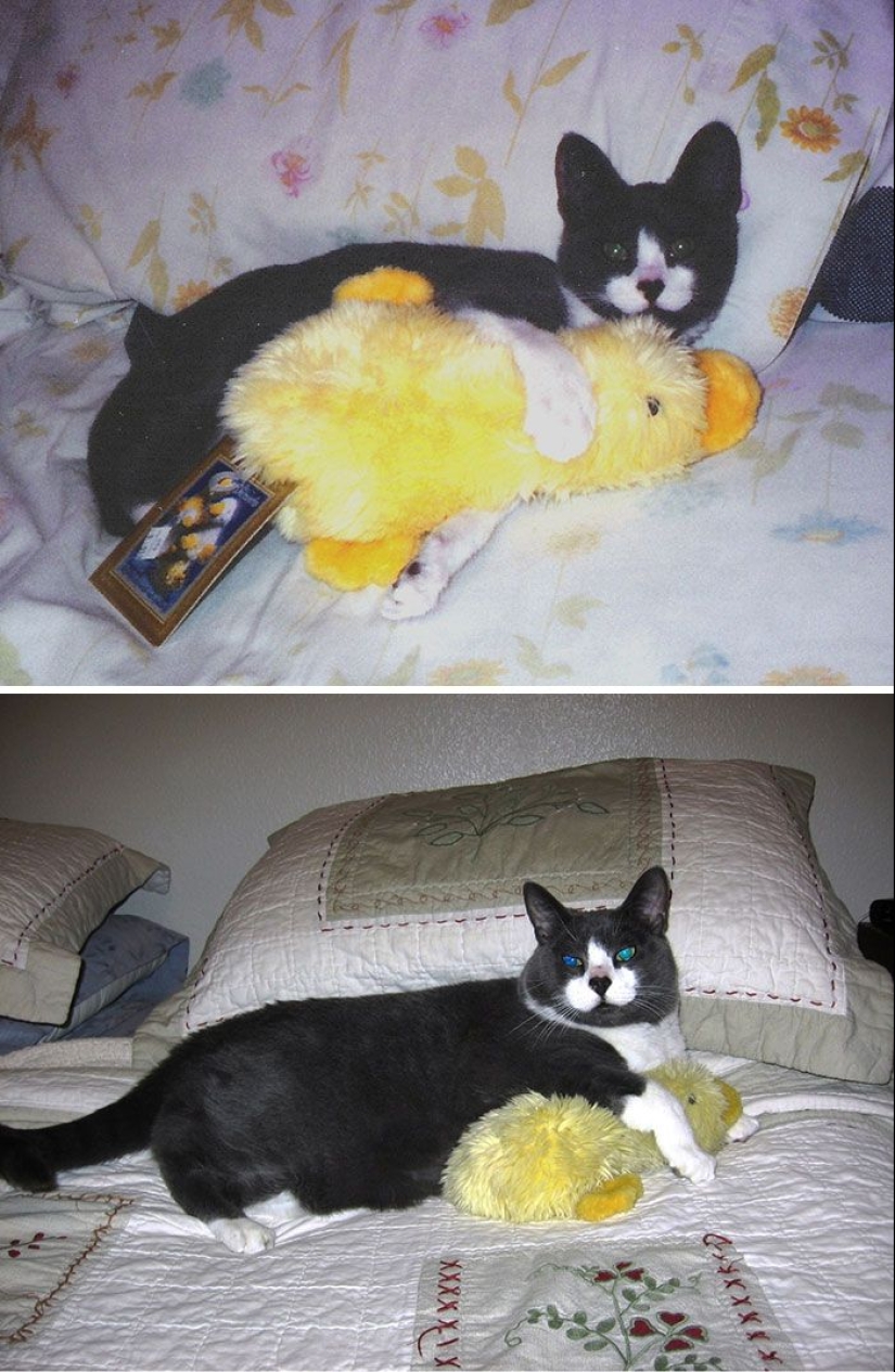 20 adult pets who love their toys just like they did when they were kids 20 adult pets who love their toys just like they did when they were kids