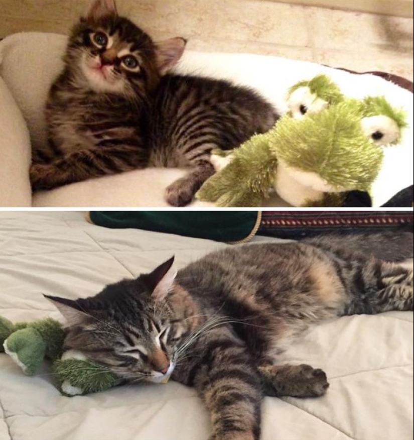 20 adult pets who love their toys just like they did when they were kids 20 adult pets who love their toys just like they did when they were kids