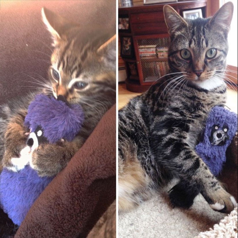 20 adult pets who love their toys just like they did when they were kids 20 adult pets who love their toys just like they did when they were kids